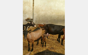 Visite de la chèvrerie de Brulain 79 le 27 juin 2022